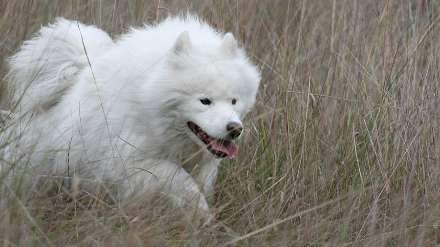 Top 20+ what can i give my dog for pain relief 2 Pain Relief for Dogs: What Works Best
