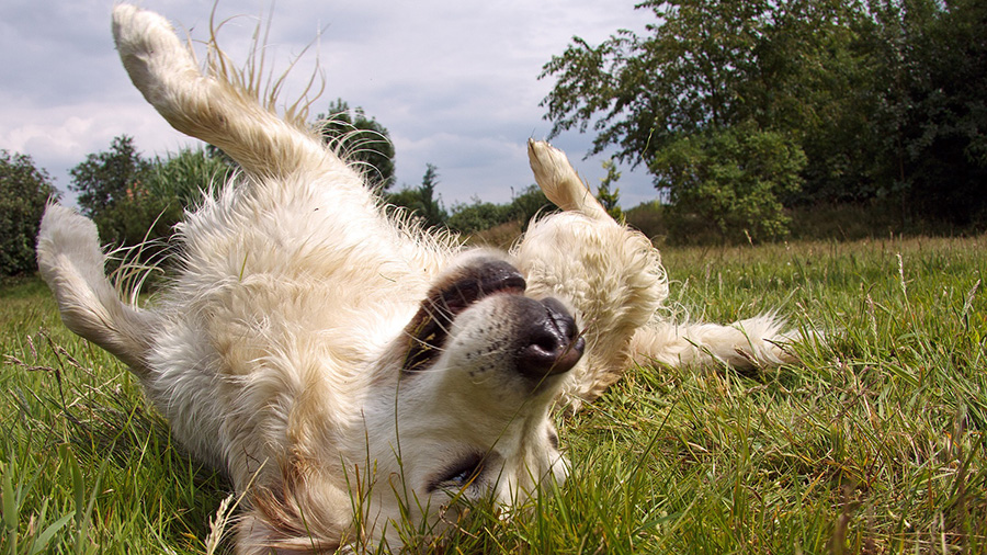 Top 20+ what is pyoderma in dogs 7 Pyoderma in Dogs: What It Is and What It Does to Your Pet